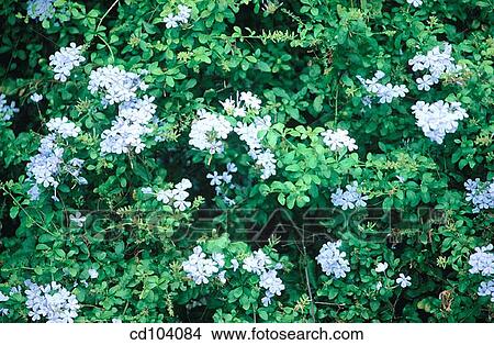 Picture - Skyflower, Leadwort (Plumbago auriculata). Fotosearch