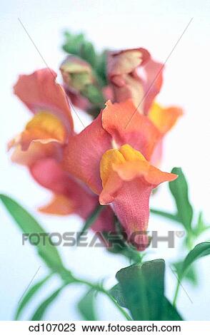 Snapdragon (Antirrhinum hybr. ) View Large Photo Image Stock Image - Snapdragon (Antirrhinum hybr. ). Fotosearch