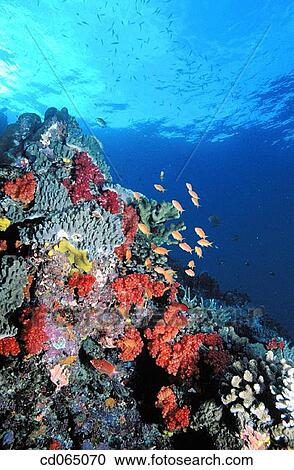 Soft Corals and Goldfish. Fiji Islands. View Large Photo Image Stock Image - Soft Corals and Goldfish. Fiji Islands.. Fotosearch