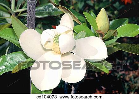 Southern Magnolia flower (Magnolia grandiflora) View Large Photo Image Stock Image - Southern Magnolia flower (Magnolia grandiflora). Fotosearch