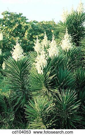 Stock Image - Spanish Bayonet (Yucca aloifolia). Fotosearch
