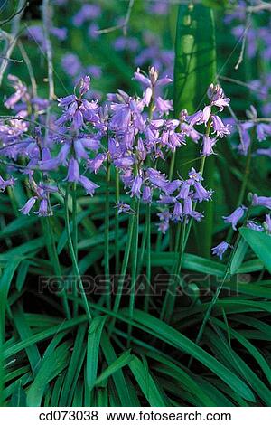 Spanish Bluebells (Hyacinthoides hispanica) View Large Photo Image Stock Photo - Spanish Bluebells (Hyacinthoides hispanica). Fotosearch