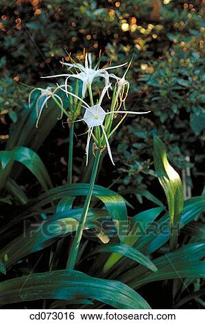 Spider Lilies (Hymenocallis Tropical Giant) View Large Photo Image Stock Photograph - Spider Lilies (Hymenocallis Tropical Giant). Fotosearch