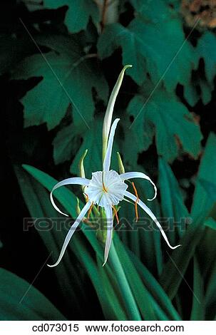 Spider Lily (Hymenocallis imperialis) View Large Photo Image Stock Photography - Spider Lily (Hymenocallis imperialis). Fotosearch