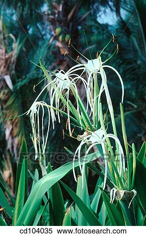 Spider Lily (Hymenocallis latifolia) View Large Photo Image Stock Photography - Spider Lily (Hymenocallis latifolia). Fotosearch
