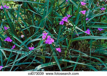 Spiderwort (Tradescantia andersoniana) View Large Photo Image Stock Photo - Spiderwort (Tradescantia andersoniana). Fotosearch