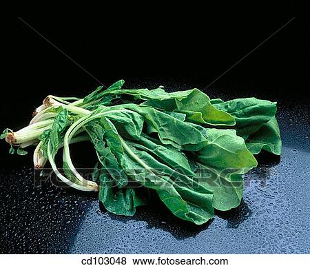 Spinach View Large Photo Image Stock Photo - Spinach. Fotosearch