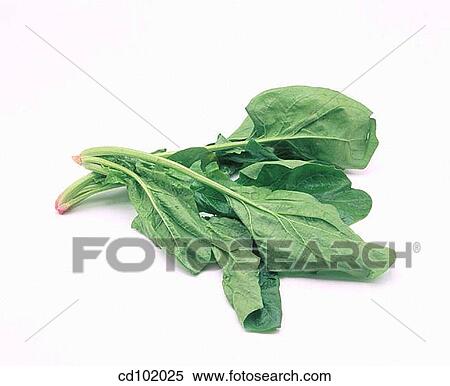 Spinach View Large Photo Image Stock Photography - Spinach. Fotosearch