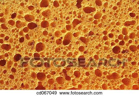 Stock Photo - Sponge. Fotosearch
