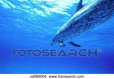 Spotted Dolphin (Stenella plagiodon). Bahamas. View Large Photo Image Picture - Spotted Dolphin (Stenella plagiodon). Bahamas.. Fotosearch