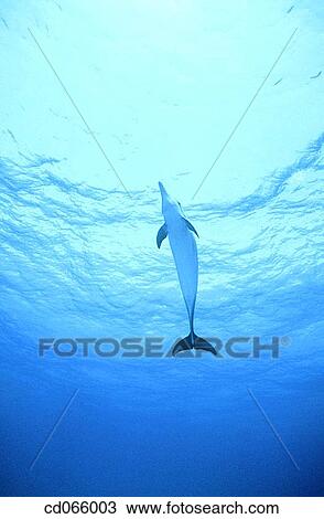Spotted Dolphin (Stenella plagiodon). Bahamas. View Large Photo Image Stock Image - Spotted Dolphin (Stenella plagiodon). Bahamas.. Fotosearch