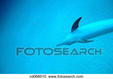 Spotted Dolphin (Stenella plagiodon). Bahamas. View Large Photo Image Stock Image - Spotted Dolphin (Stenella plagiodon). Bahamas.. Fotosearch