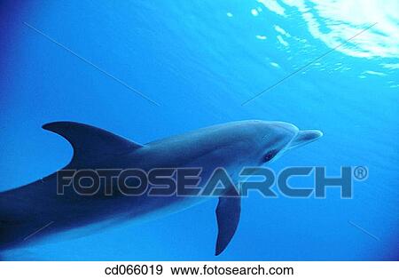 Spotted Dolphin (Stenella plagiodon). Bahamas. View Large Photo Image Stock Photo - Spotted Dolphin (Stenella plagiodon). Bahamas.. Fotosearch