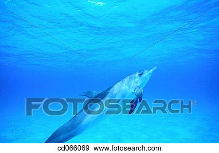 Stock Photo - Spotted Dolphin (Stenella plagiodon). Bahamas.. Fotosearch