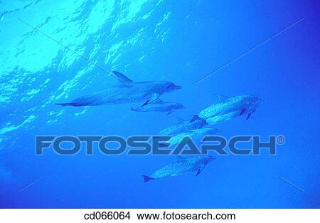 Spotted Dolphins (Stenella plagiodon). Bahamas. View Large Photo Image Picture - Spotted Dolphins (Stenella plagiodon). Bahamas.. Fotosearch