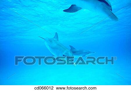 Spotted Dolphins (Stenella plagiodon). Bahamas. View Large Photo Image Stock Image - Spotted Dolphins (Stenella plagiodon). Bahamas.. Fotosearch