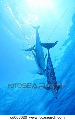 Spotted Dolphins (Stenella plagiodon). Bahamas. View Large Photo Image Stock Image - Spotted Dolphins (Stenella plagiodon). Bahamas.. Fotosearch