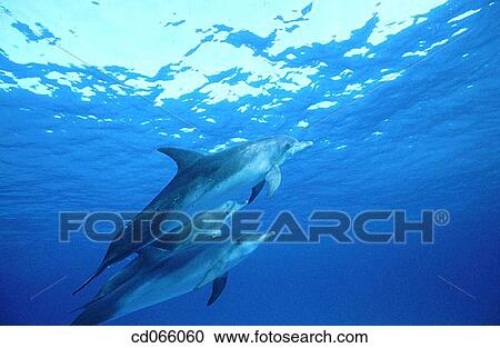Spotted Dolphins (Stenella plagiodon). Bahamas. View Large Photo Image Stock Image - Spotted Dolphins (Stenella plagiodon). Bahamas.. Fotosearch