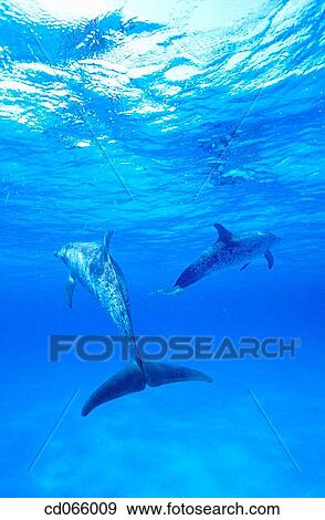 Spotted Dolphins (Stenella plagiodon). Bahamas. View Large Photo Image Stock Photo - Spotted Dolphins (Stenella plagiodon). Bahamas.. Fotosearch