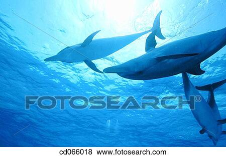 Stock Photo - Spotted Dolphins (Stenella plagiodon). Bahamas.. Fotosearch