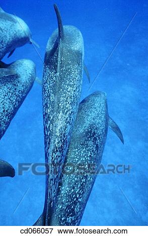 Spotted Dolphins (Stenella plagiodon). Bahamas. View Large Photo Image Stock Photo - Spotted Dolphins (Stenella plagiodon). Bahamas.. Fotosearch