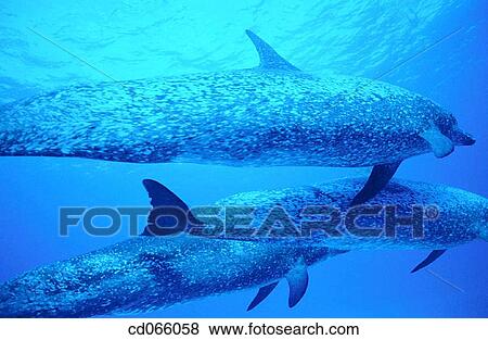 Spotted Dolphins (Stenella plagiodon). Bahamas. View Large Photo Image Stock Photo - Spotted Dolphins (Stenella plagiodon). Bahamas.. Fotosearch