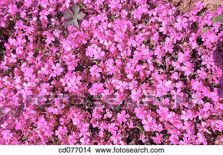 Picture - Spreading Phlox (Phlox diffusa). Fotosearch
