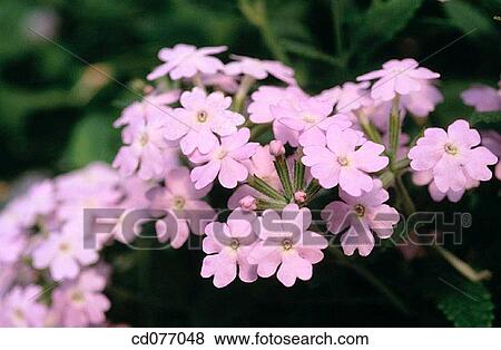 Stock Photo - Spreading Phlox (Phlox diffusa). Fotosearch