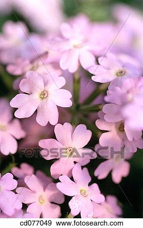 Stock Photo - Spreading Phlox (Phlox diffusa). Fotosearch
