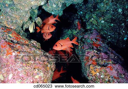 Squirrelfish and Butterflyfish. Cocos Island. Costa Rica. View Large Photo Image Stock Image - Squirrelfish and Butterflyfish. Cocos Island. Costa Rica.. Fotosearch