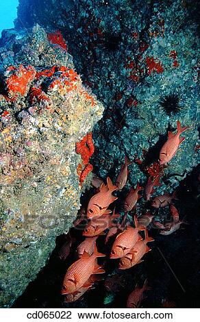 Squirrelfish. Cocos Island. Costa Rica. View Large Photo Image Stock Image - Squirrelfish. Cocos Island. Costa Rica.. Fotosearch
