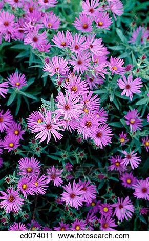 Stock Image - Stokes aster (Stokesia laevis). Fotosearch