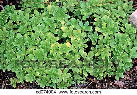 Stonecrop (Sedum confusum) View Large Photo Image Picture - Stonecrop (Sedum confusum). Fotosearch
