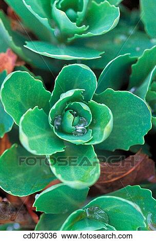 Stonecrop (Sedum spectabile) View Large Photo Image Stock Photograph - Stonecrop (Sedum spectabile). Fotosearch
