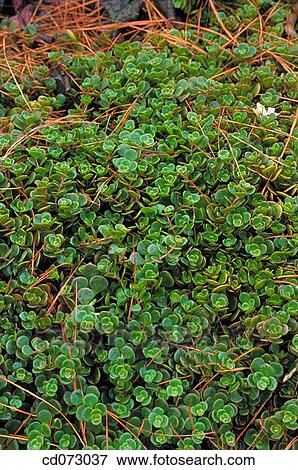 Stonecrop (Sedum tetractinum) View Large Photo Image Stock Photo - Stonecrop (Sedum tetractinum). Fotosearch