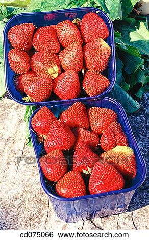 Strawberries View Large Photo Image Stock Photograph - Strawberries. Fotosearch