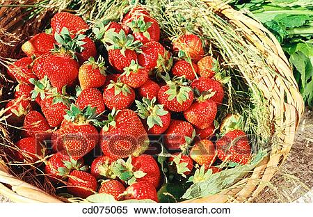 Strawberries View Large Photo Image Stock Photography - Strawberries. Fotosearch