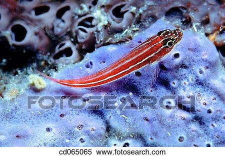 Striped Goby (Eviota sp. ). View Large Photo Image Stock Photography - Striped Goby (Eviota sp. ).. Fotosearch