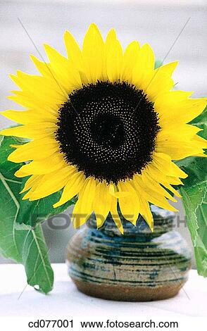 Sunflower (Helianthus annuus) View Large Photo Image Stock Image - Sunflower (Helianthus annuus). Fotosearch
