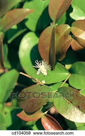 Surinam Cherry, Pitanga (Eugenia uniflora) View Large Photo Image Stock Photo - Surinam Cherry, Pitanga (Eugenia uniflora). Fotosearch