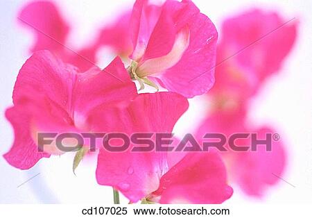 Sweet Pea (Lathyrus odoratus) View Large Photo Image Stock Photography - Sweet Pea (Lathyrus odoratus). Fotosearch