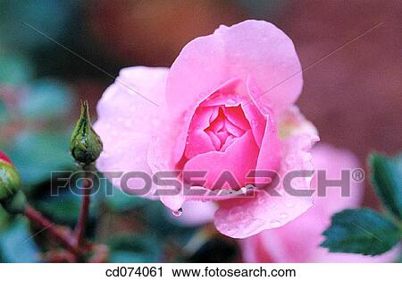 Stock Image - Sweetheart Rose (Rosa x? Cecile Brunner? ). Fotosearch