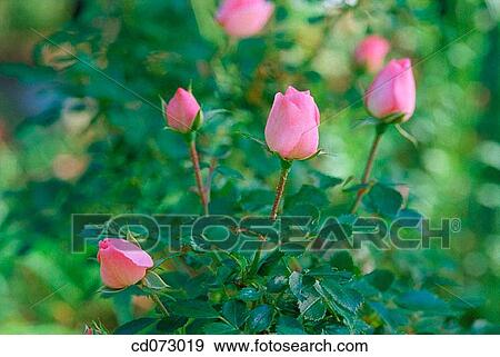 Sweetheart Roses (Rosa x Cecile Brunner")" View Large Photo Image Stock Photo - Sweetheart Roses (Rosa x Cecile Brunner")". Fotosearch