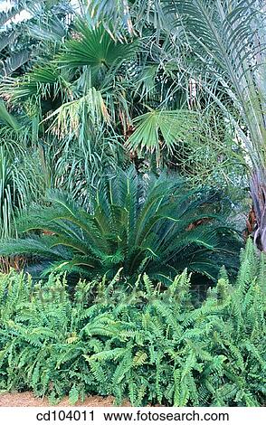 Stock Image - Sword Fern (Nephrolepis cordifolia) and King Sago Palm (Cycas revoluta). Fotosearch