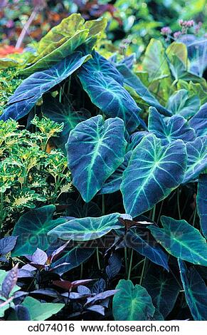 Taro or Elephant's Ear (Colocasia esculenta) View Large Photo Image Stock Photograph - Taro or Elephant's Ear (Colocasia esculenta). Fotosearch