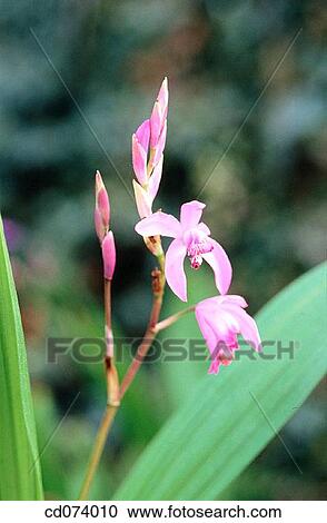 Terrestrial Orchid (Bletilla hyacinthia), Pink View Large Photo Image Stock Image - Terrestrial Orchid (Bletilla hyacinthia), Pink. Fotosearch