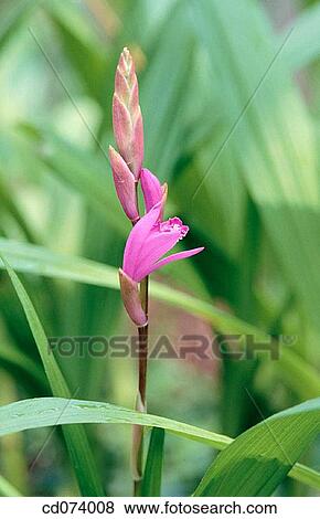 Terrestrial Orchid (Bletilla hyacinthia), Pink View Large Photo Image Stock Photo - Terrestrial Orchid (Bletilla hyacinthia), Pink. Fotosearch