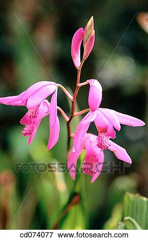 Terrestrial Orchid (Bletilla hyacinthia), Pink View Large Photo Image Stock Photo - Terrestrial Orchid (Bletilla hyacinthia), Pink. Fotosearch