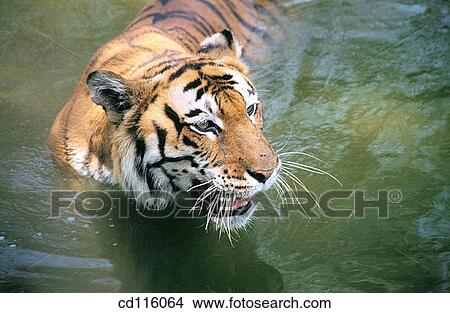 Tiger (Panthera tigris) View Large Photo Image Picture - Tiger (Panthera tigris). Fotosearch