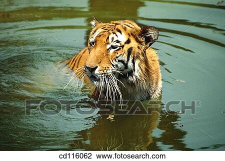 Stock Image - Tiger (Panthera tigris). Fotosearch